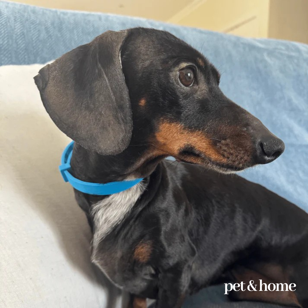 Pet-Friendly Couch Blanket