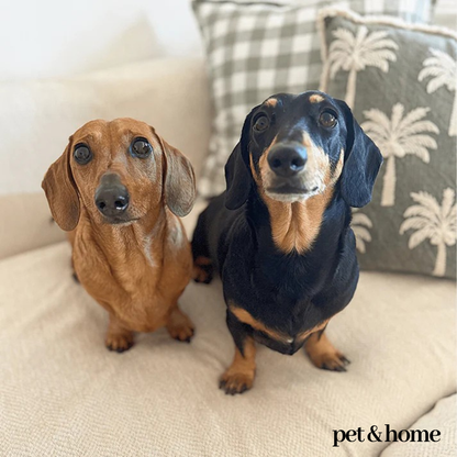 Pet-Friendly Couch Blanket